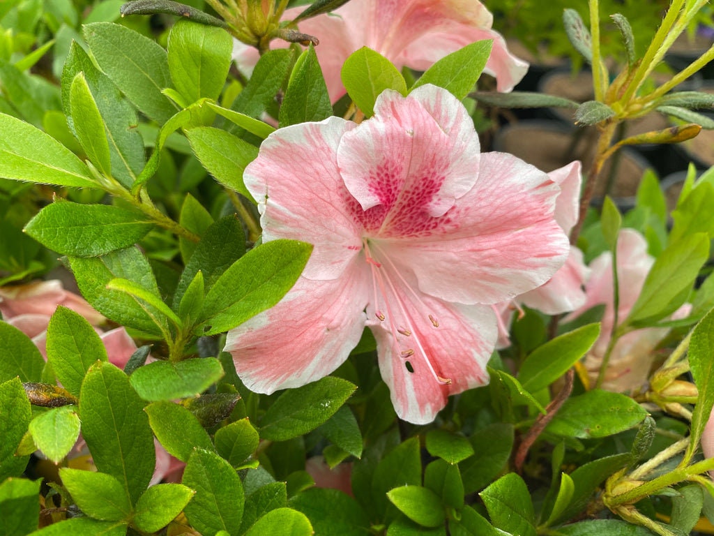 Cavendish~~azalea Rhododendron Starter Plant~~white & Pink~~pink
