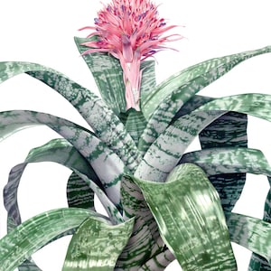 SMALL Live Aechmea Fasciata Bromeliad Plant~Also Called Silver Vase. Silver King or Urn Plant~~