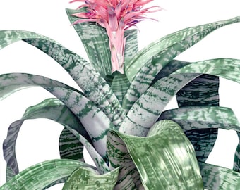 SMALL Live Aechmea Fasciata Bromeliad Plant~Also Called Silver Vase. Silver King or Urn Plant~~