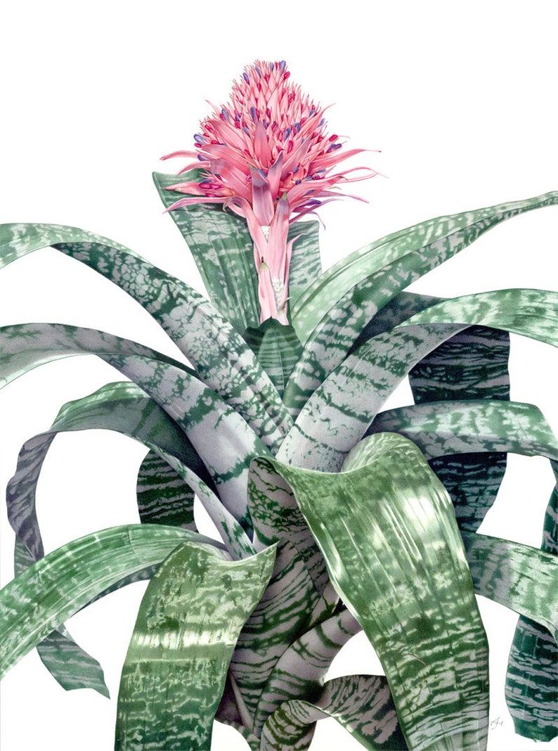 SMALL Live Aechmea Fasciata Bromeliad PlantAlso Called Silver Vase. Silver King or Urn Plant image 1