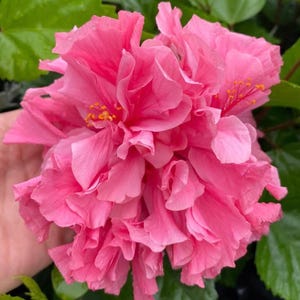 Kona Hibiscus-SMALL ROOTED STARTER Plant-Double blooming Hibiscus Rosa-sinensis