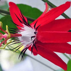 Scarlet Flame vitifolia x. coccinea Passion Flower Vine Fragrant Live Plant Passiflora