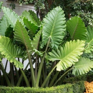 PORTORA*** Elephant Ear Alocasia SMALL Rooted Starter Plant**Cold hardy~~Gets Huge!