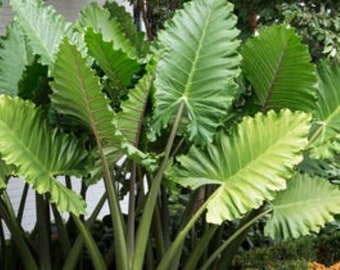 PORTORA*** Elephant Ear Alocasia SMALL Rooted Starter Plant**Cold hardy~~Gets Huge!