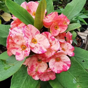 Nakorn Thai-Crown Of Thorns-Euphorbia Milii**Christ Plant**Very Small Well Rooted Starter Plant**2 to 6 Inches Tall*