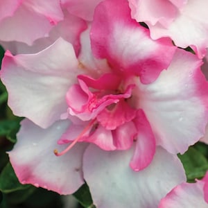 Encore Autumn Kiss~~Azalea Rhododendron Small Rooted Starter Plant~~