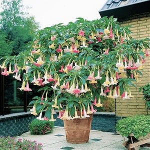 VERSICOLOR~~Angels Trumpet Brugmansia Tropical Plant~~Multi Color Blooming Plant~~Well Rooted STARTER Plant
