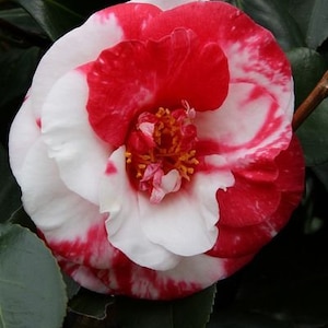 ADOLPHE AUDUSSON**Unique Blooms**Camellia Japonica-Live Starter Plant