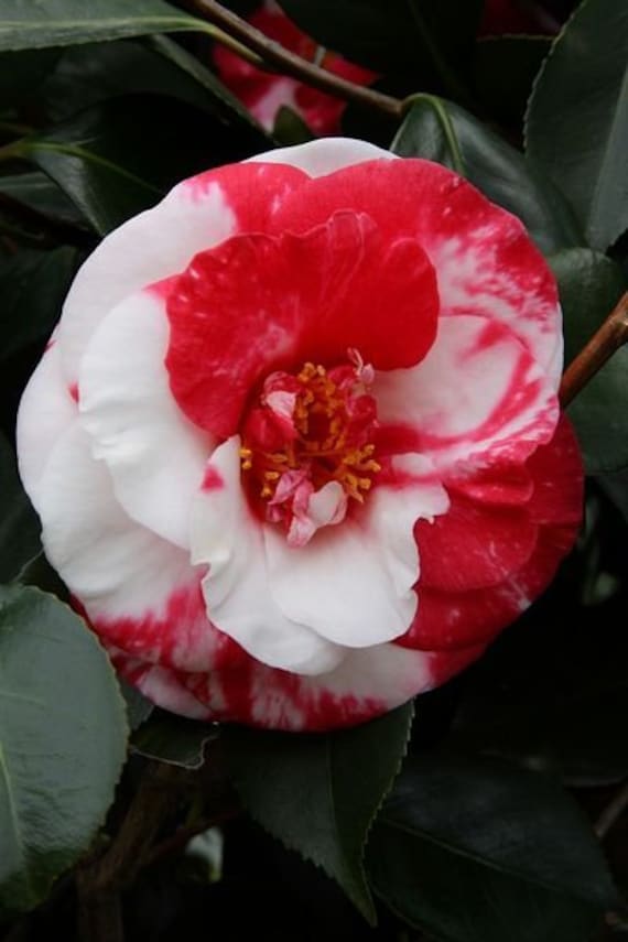 ADOLPHE Audusson**unique Blooms**camellia Japonica-live Starter Plant - Etsy