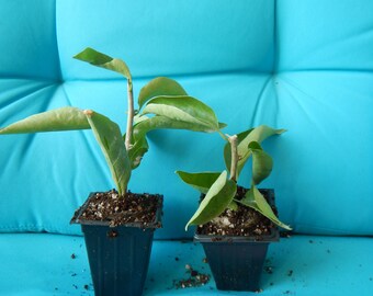 Live Well-Rooted RIJNSTAR WHITE Bougainvillea Starter Plant – 3" Pot, USA Seller (Hope's Garden)