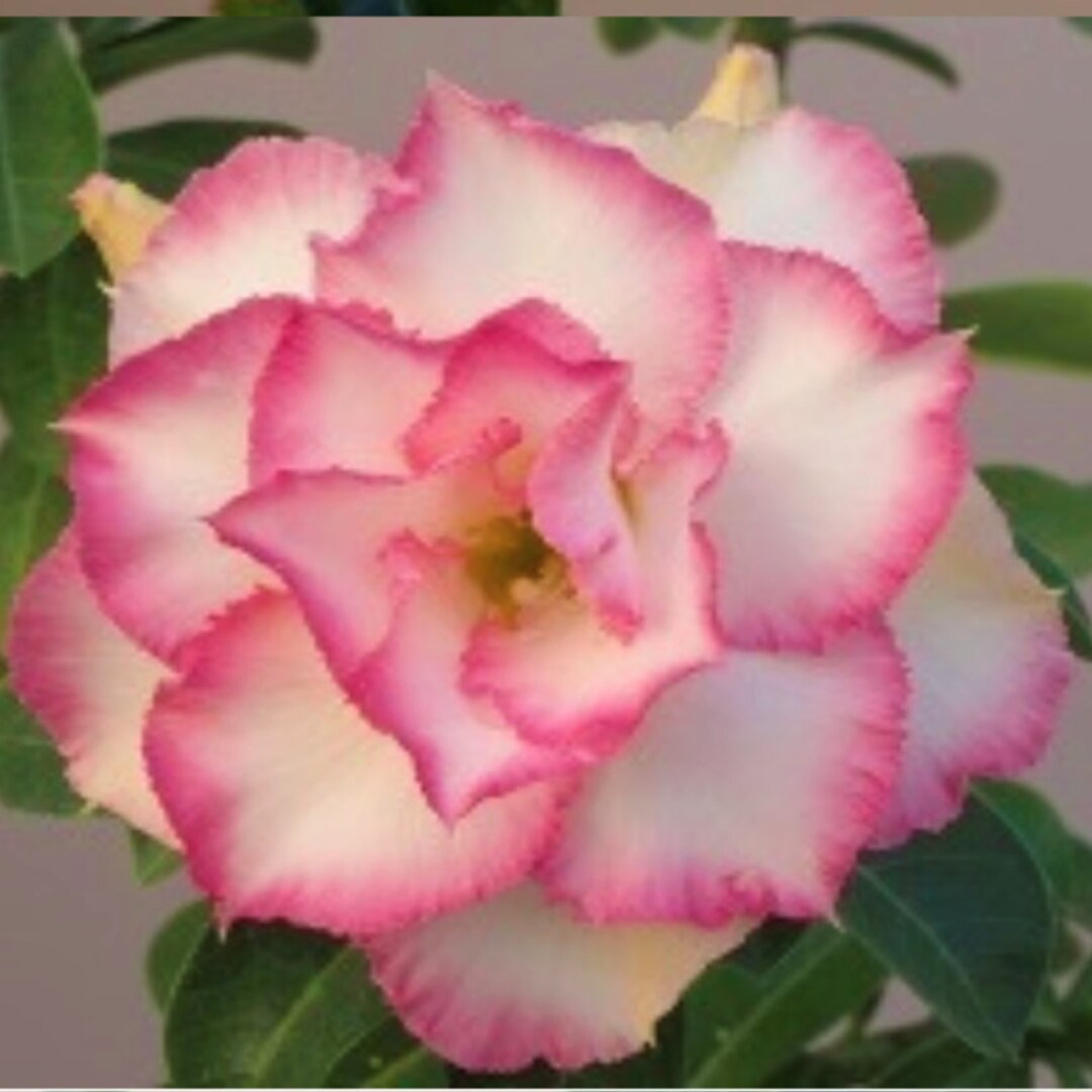 Desert Rose 本体 il_1080xN.4883912352_1lr0.jpg