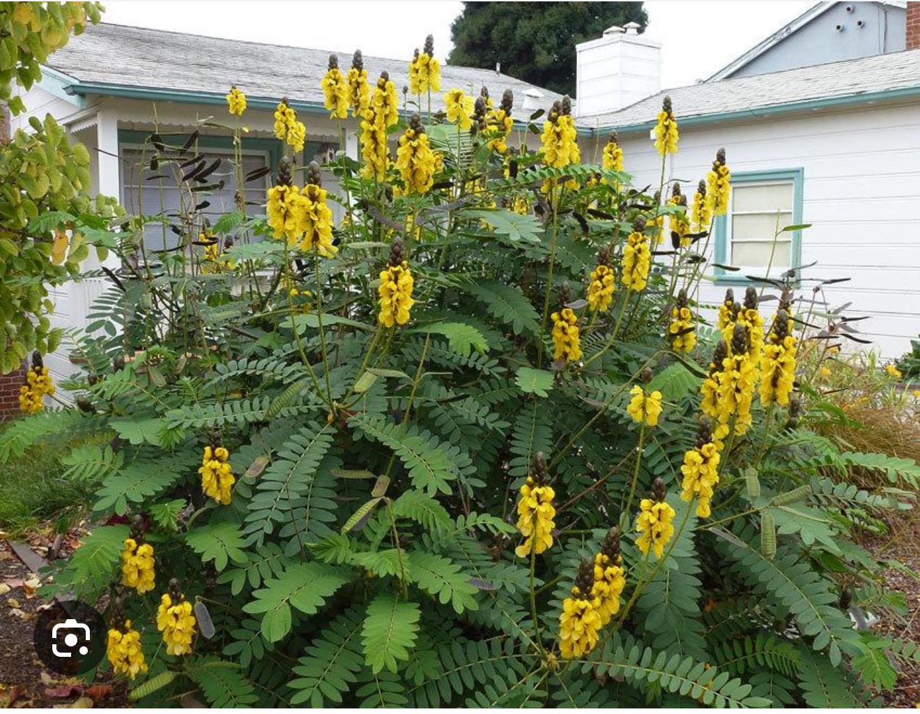 Popcorn Cassia Senna Didymotbotrya Plant~small Rooted Starter Plant~really  Smells Like Popcorn! - Etsy