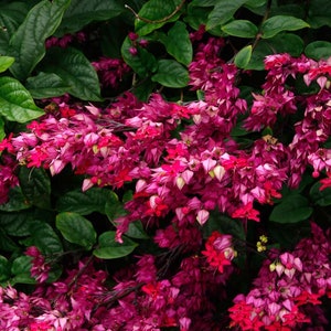 JAVA RED~~Bleeding Heart Small Rooted Starter Plant~~Clerodendrum Delectum~~Red & Purple