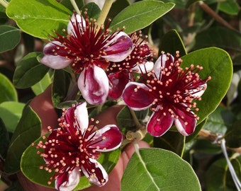 Pineapple Guava Feijoa Sellowiana~~Well Rooted STARTER Plant~~Grow Your Own Sweet Fruit & Enjoy all the Health Benefits it has!