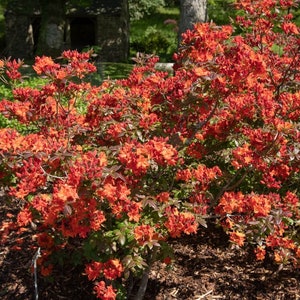 May include: A vibrant orange azalea bush in full bloom, with lush green foliage and a backdrop of a brown mulch ground cover.