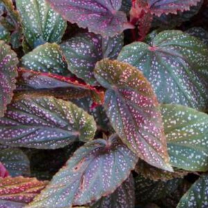 Angelwing Begonia Benigo Pink Well Rooted Starter PlantThe Older the Leaves Get the More Pink Comes Out image 4