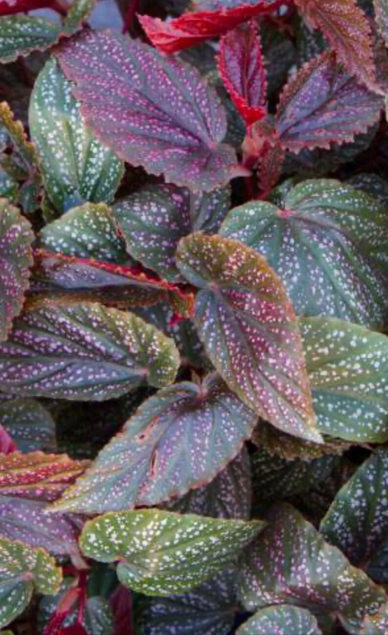 Angelwing Begonia Benigo Pink Well Rooted Starter PlantThe Older the Leaves Get the More Pink Comes Out image 4