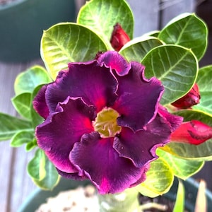 Black Purple~  Adenium Obesum Grafted Plant~Desert Rose Plant *USA Grown*