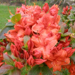 May include: A close-up of a cluster of bright orange azalea flowers in bloom. The flowers are surrounded by green leaves.