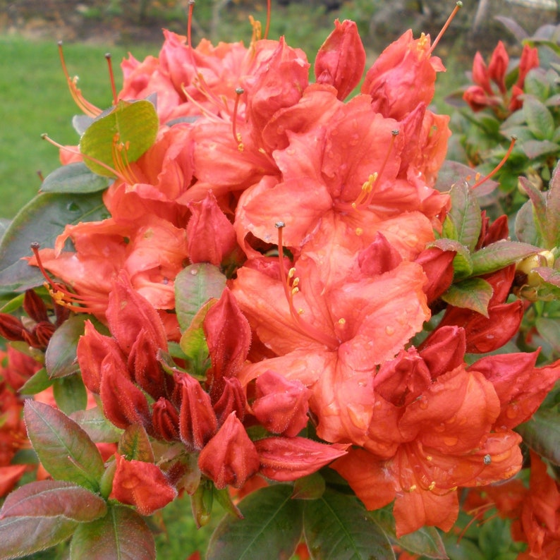 May include: A close-up of a cluster of bright orange azalea flowers in bloom. The flowers are surrounded by green leaves.
