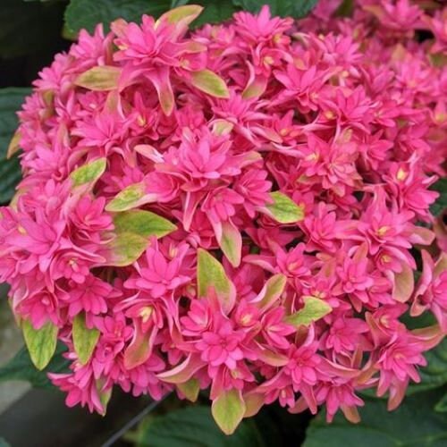 WOW TIME~~Hydrangea Starter Plant!~Incredible Blooms! Please look  all pictures to really see how beautiful the blooms are~