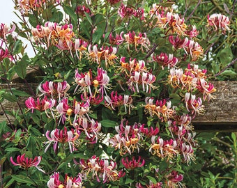 Serotina Belgica~Honeysuckle Vine~~Well Rooted Starter Plant~~ Late Dutch Lonicera~HUMMINGBIRD HEAVEN!