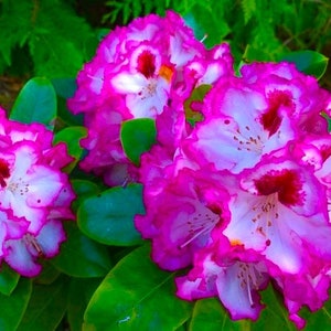 CHERRY CHEESECAKE~~Azalea Rhododendron Deciduous Well Rooted STARTER Plant~Such a Beautiful Color!