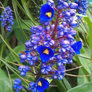 SAPPHIRE BLUE GINGERGorgeous Dichorisandra ThyrsifloraSmall Rooted Starter Plant image 7