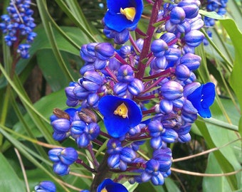 SAPPHIRE BLUE Ginger**gorgeous Dichorisandra Thyrsiflora**small