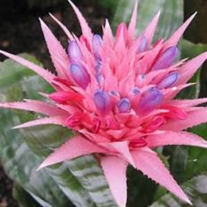 SMALL Live Aechmea Fasciata Bromeliad PlantAlso Called Silver Vase. Silver King or Urn Plant image 5