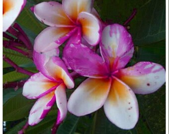 May include: A cluster of Plumeria 'Ngam Vilai' flowers featuring five rounded petals each, displaying a gradient of white, vibrant pink, and a bright yellow center. The blossoms are arranged among dark green leaves with visible veins.
