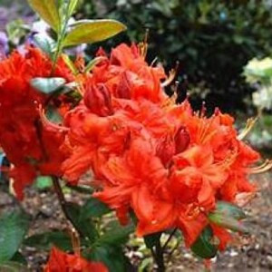 May include: A vibrant orange azalea bush with bright red flowers in full bloom. The flowers are clustered together, creating a dense and colorful display.