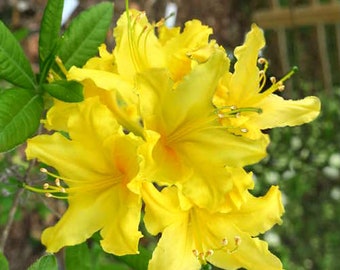 CANARY ISLES~~Aromi Deciduous Azalea Rhododendron~~Well Rooted Starter Plant~~Please Read All Info & See All Pics! May be Dormant!