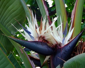 Giant White Bird of Paradise~Strelitzia Nicholai~~10-12 inch tall ROOTED STARTER PLANT~~Unique & Rare!