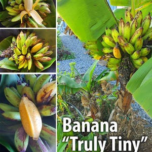 Truly Tiny Musa Banana Plant--Small Rooted STARTER Plant