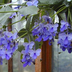 Blue Butterfly Bush AKA Blue Wings Small Rooted Starter Plant Clerodendrum Ugandense