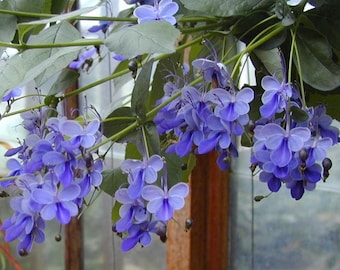 Blue Butterfly Bush AKA Blue Wings Small Rooted Starter Plant Clerodendrum Ugandense