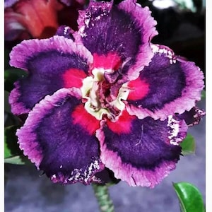 Purple Pazzaz 8089~ Desert Rose Adenium Obesum SMALL Rooted Seedling Plant