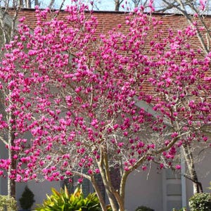 Tinkerbelle~Magnolia Hybrid Tree~Deep Plum purple Fragrant Blooms! 20-28 Inches Tall~Large 1 Gallon Pot