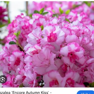 Encore Autumn Kiss~~Azalea Rhododendron Small Rooted Starter Plant~~
