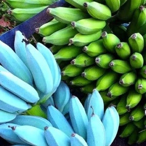 ICE CREAM (Blue Java) Live Musa Banana Tree-~Well Rooted Starter Plant~~Hint of Vanilla Flavor!!! Best Tasting Banana U Will Ever Eat!!!