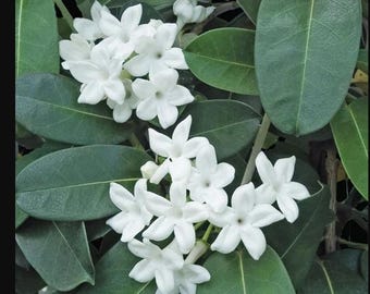 Stephanotis Floribunda 'variegata', Madagascar Jasmine, 10 Pot. Trellis.  Full Trellis - Etsy