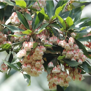 May include: Close-up of a flowering tree branch. The image shows clusters of bell-shaped flowers with white petals and pink edges. The flowers hang from the branch, surrounded by green leaves. The image is well-lit, highlighting the details of the flowers and foliage.