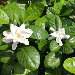 DOUBLE Tahitian Gardenia Taitensis Jasminoides PlantIntensely Fragrant FlowerLarge Shiny Green Leaves with Unique Star Double Blooms image 1
