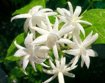 Belle of India Jasmine~~Jasminum Sambac Double~~Very Small Starter Plant~ Intensely Fragrant~~RARE VARIETY!