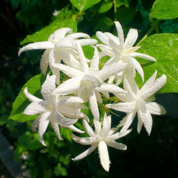 Belle of India Jasmine~~Jasminum Sambac Double~~Very Small Starter Plant~ Intensely Fragrant~~RARE VARIETY!