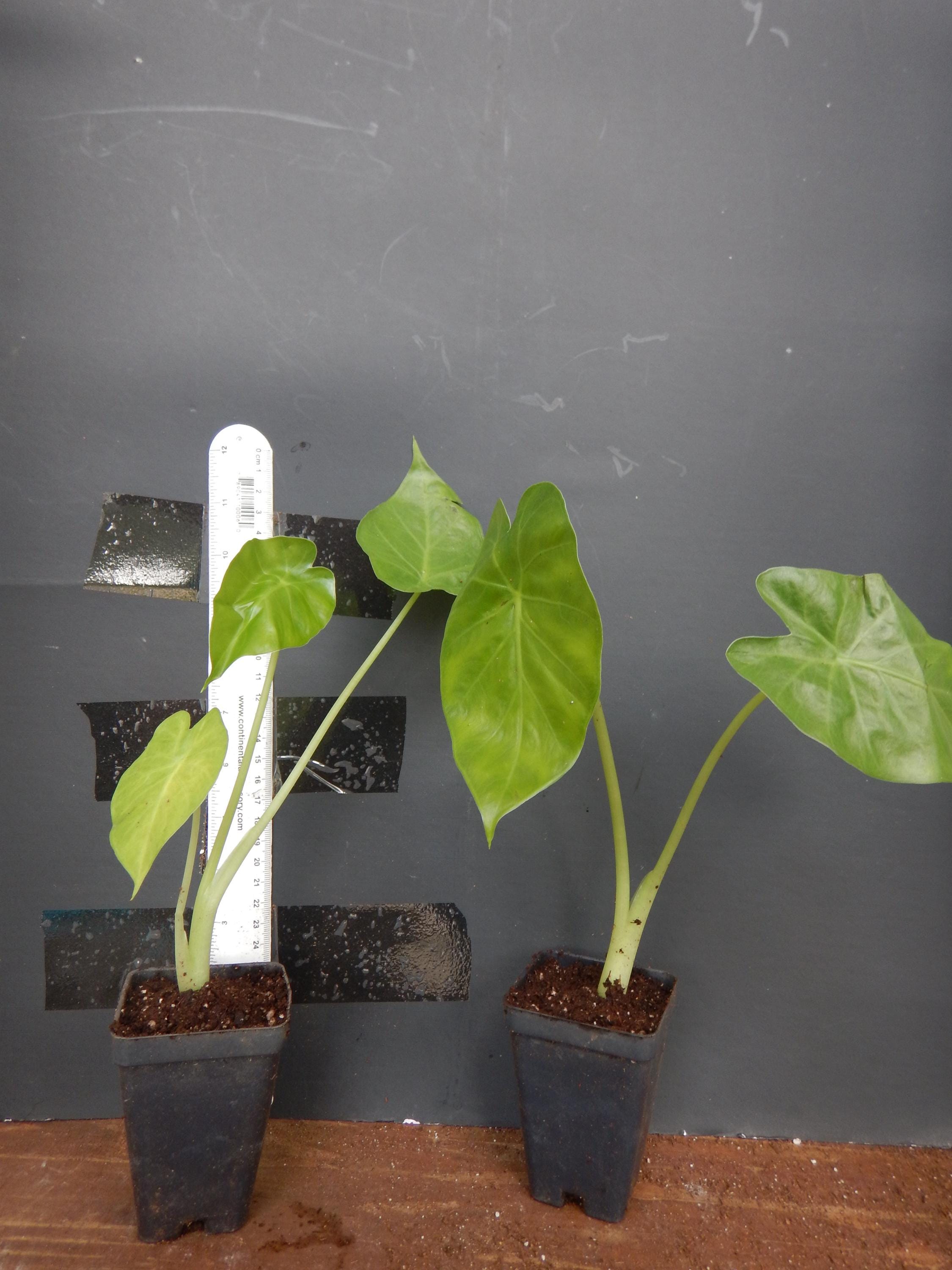 black gold philodendron uk Philodendron melanochrysum