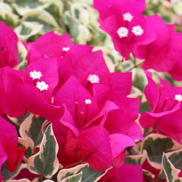 Raspberry Ice Bougainvillea Small Well Rooted Starter Plant**Raspberry Blooms on Variegated Leaves