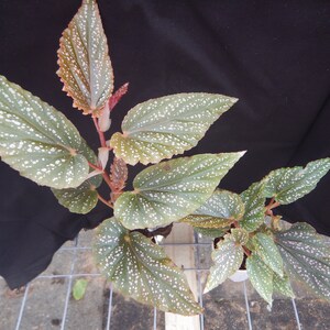 Angelwing Begonia Benigo Pink Well Rooted Starter PlantThe Older the Leaves Get the More Pink Comes Out image 6