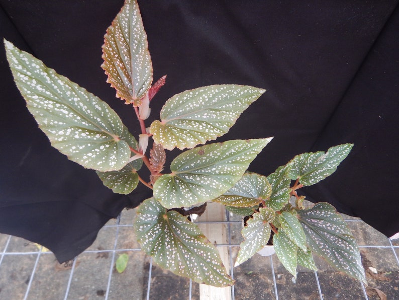 Angelwing Begonia Benigo Pink Well Rooted Starter PlantThe Older the Leaves Get the More Pink Comes Out image 6